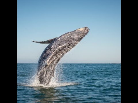how do gray whales collect and eat such small organisms?